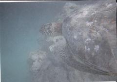 シュノーケリングでホヌに遭遇!