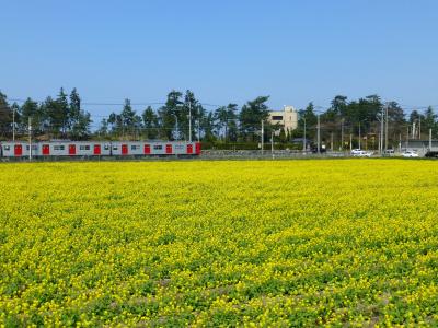 「福ふくの里」直売所の前は花畑
