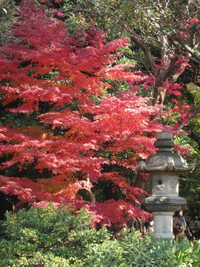 紅葉の季節の六義園♪