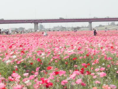 12.5ｈａ　日本一広いポピー畑に色とりどりのポピーが！