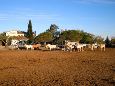 飼われている馬