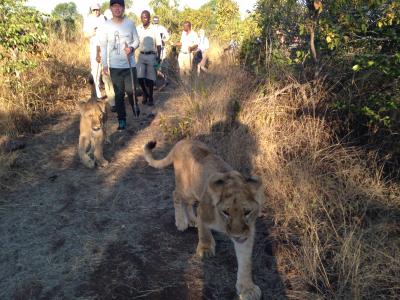 Lion Encounter