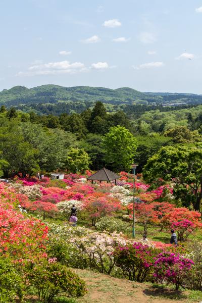 色鮮やかなつつじが山全体を埋め尽くす