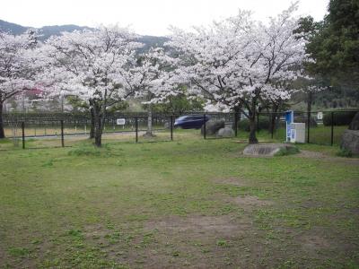 桜を楽しみながらドッグラン♪