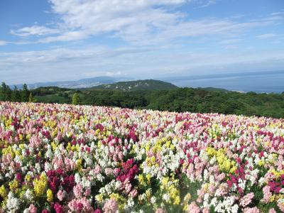 キンギョソウが満開!