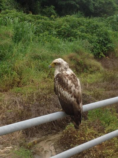 石垣島最高のビュースポット