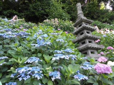 結構混んでました。紫陽花の方はもう少し遅い時期のほうがもっときれいかも。