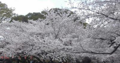 花見の時期は人も桜も満開