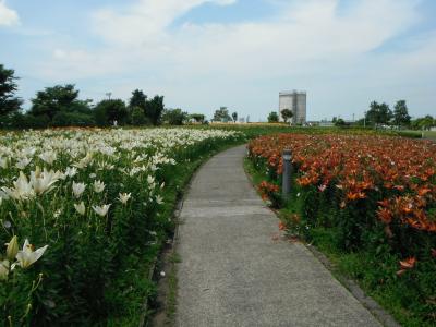 色とりどりの百合たち