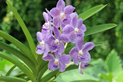 公園散歩　ボタニック ガーデン