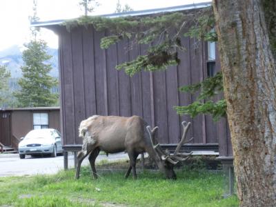 キャビンの近くに野生のエルクが来ました。