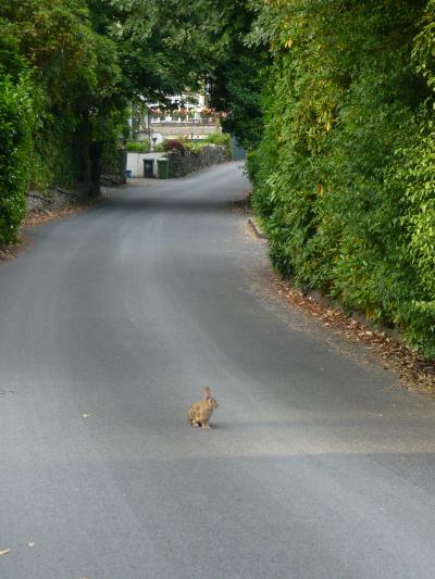 ピーターラビットの故郷。ホテルの前にウサギも現れます。