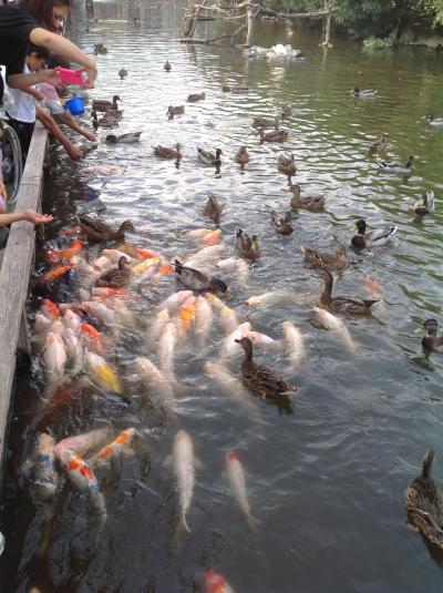 花や鳥だけでなく魚もいっぱいいます。