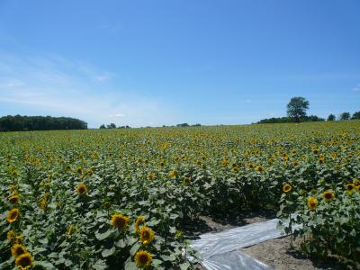 大きなひまわりがたくさん！