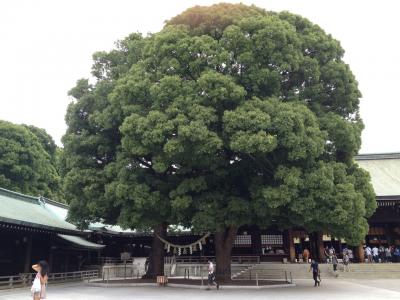 都会の中の森