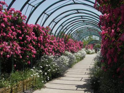 薔薇の季節がやっぱりオススメ！