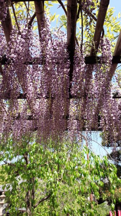 藤棚がたくさん