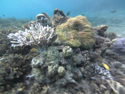 サンゴや魚を見られるハイダウエイ島の海