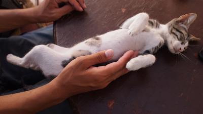 かわいい子猫がいついてる