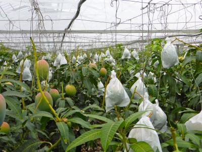 ソフトクリームを是非。