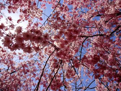 桜のフラワーシャワーを浴びられます♪