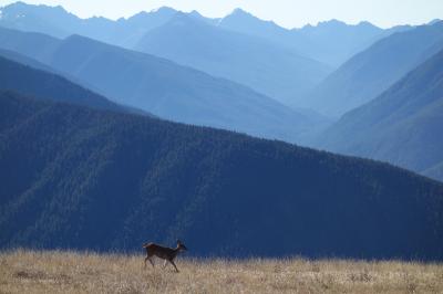 Hurricane Ridge Visitor Center