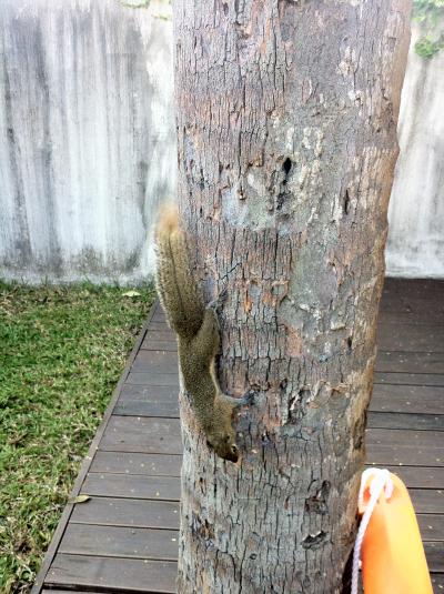 毎朝部屋の庭に遊びに来るリス