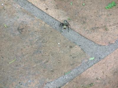 敷地で見かけたデカイ蟻