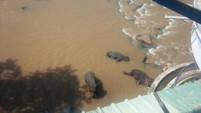 部屋から象を見ることもできます。