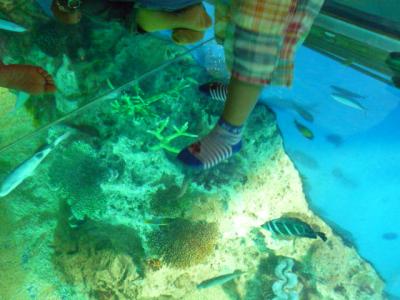 子供におススメ。ふれあいのできる水族館