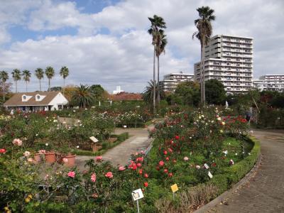 開花率を確認してから訪問しましょう。