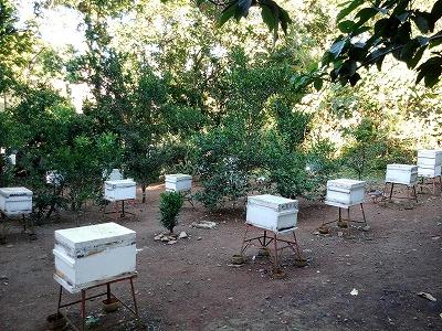 ハチミツで作った石鹸等が買えます♪