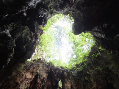 素敵な写真が撮れるウィルソン株