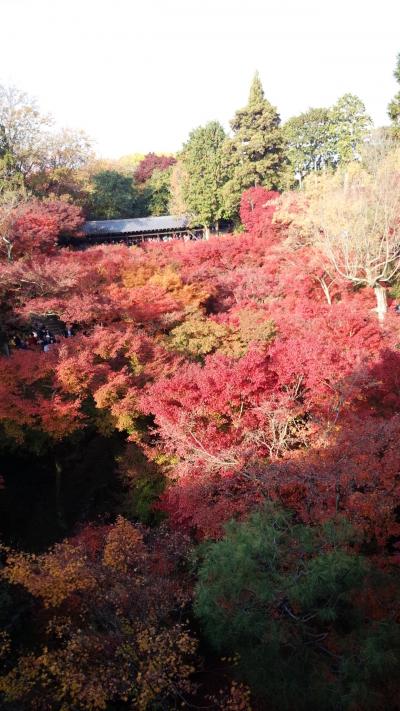 紅葉まっさかり