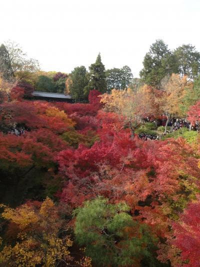 紅葉の名所