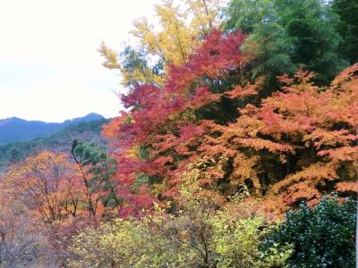 紅葉／黄葉に加え、竹の緑や冬桜の薄桃で彩り豊か