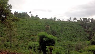近くに紅茶畑がありました。