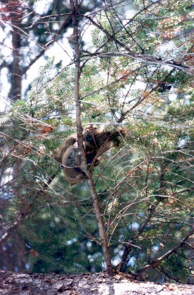 ”わぁい、エッチしてる〜！！”