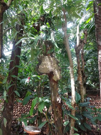 流れるような日本語の説明でハーブの特徴が良くわかる。