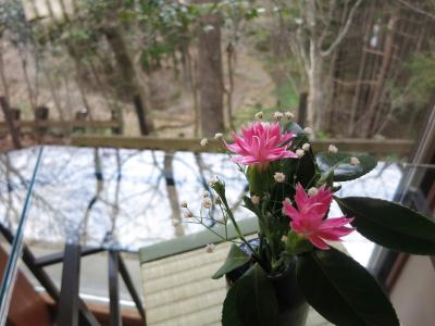 ほっとする大好きな宿・・・辰巳屋山荘里の湯