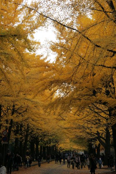 10月下旬でも見ごろでした