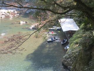 カルガモがたくさん