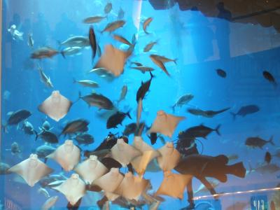 大きなモール、水槽が大くて迫力！