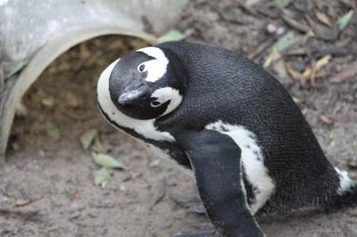 ペンギンに会える♪