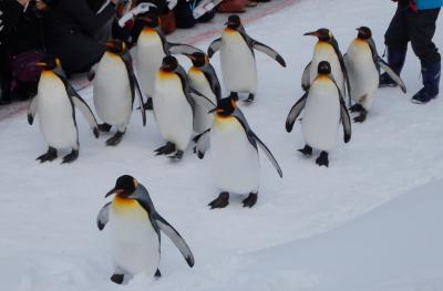 ペンギンのお散歩、かわいい。