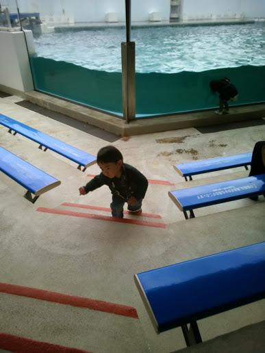 いるかショーがおすすめです