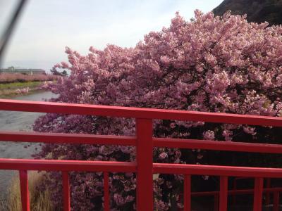満開！河津桜