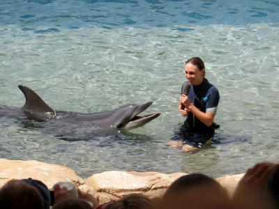 イルカのショーが非常にいいです。