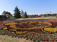 チューリップが見頃