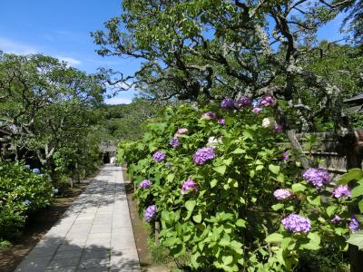 北鎌倉駅から徒歩であじさい鑑賞